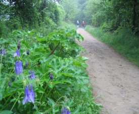 Galicia trails with columbine Photo - P. Deguito